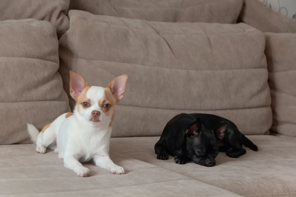 دو عدد سگ مشکی و سفید که بر روی مبل راحتی قهوه ای نشسته اند